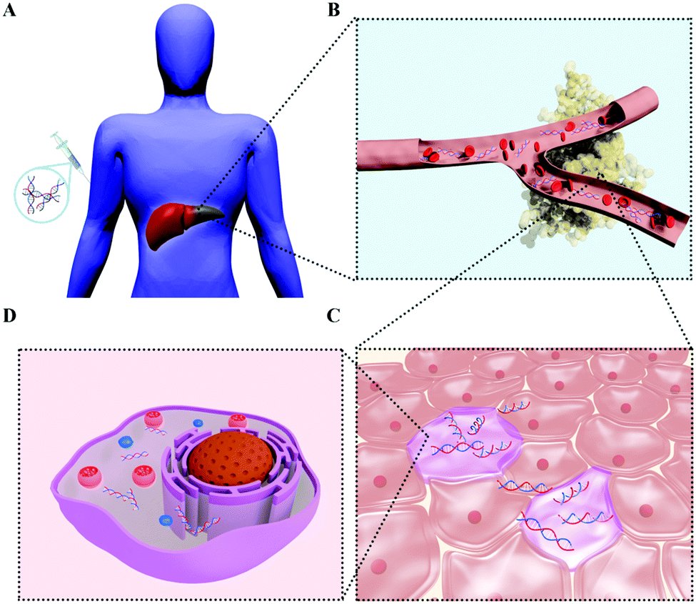 Biologie - sistem reticuloendotelial