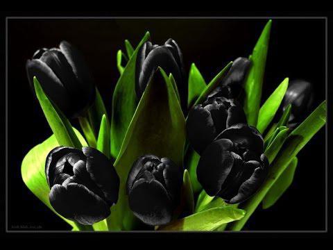 tulipe roi de la nuit