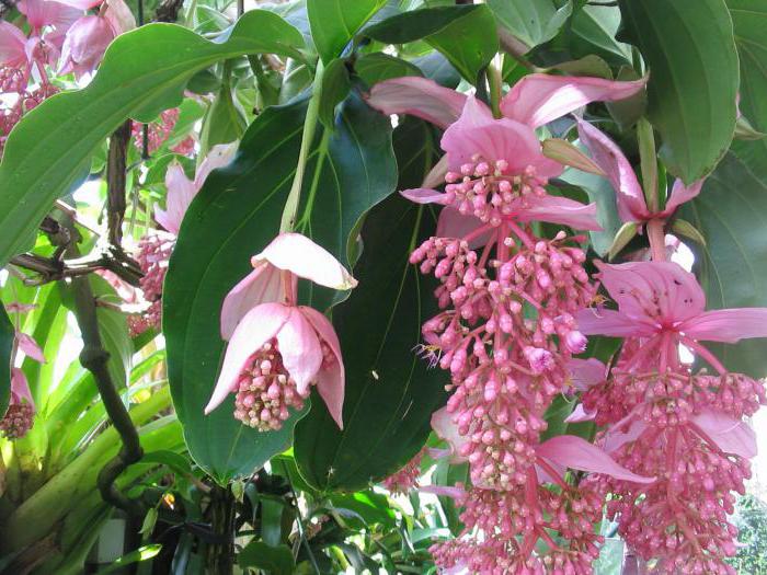 fleur de medinilla