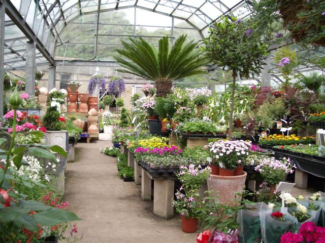 vente de plantes d'intérieur