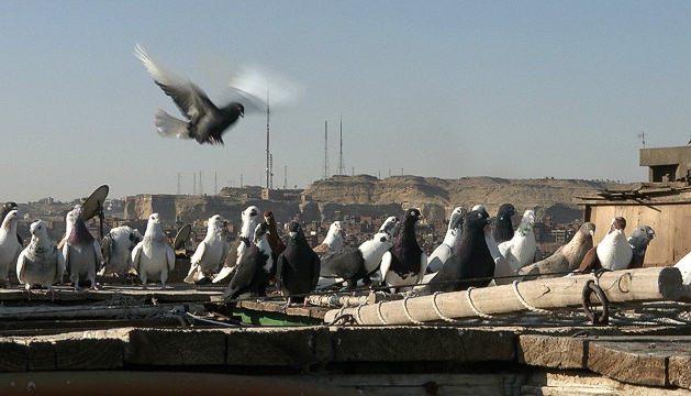 pigeons reproducteurs