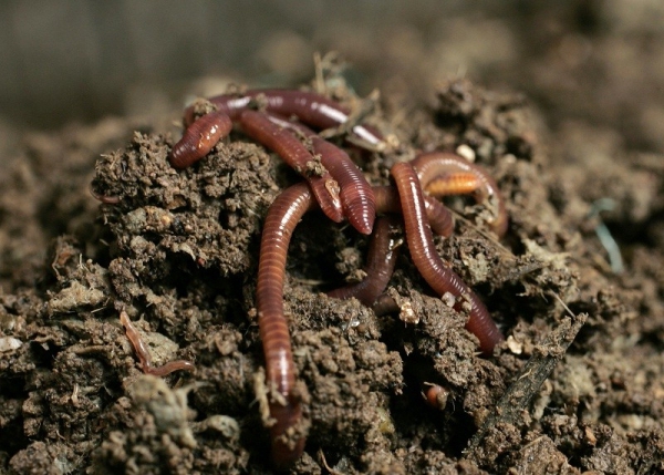 production de biohumus