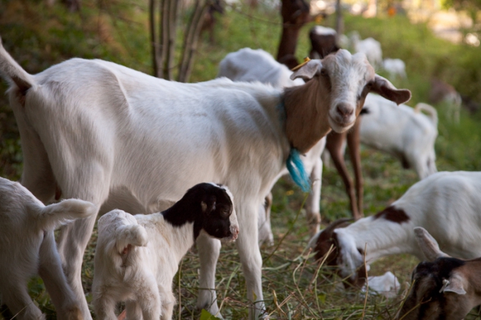 plan d'entreprise de la ferme caprine