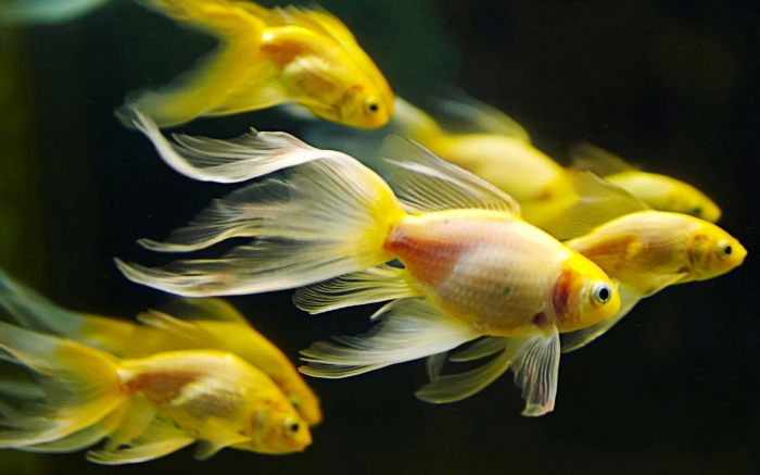 élevage de poissons d'aquarium en tant qu'entreprise