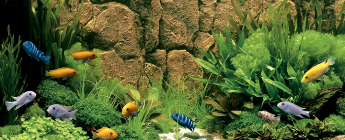 poissons d'aquarium d'élevage