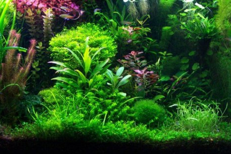 Est-il possible de gagner de l'argent en cultivant des plantes d'aquarium?