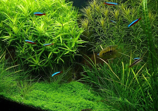 élevage de plantes d'aquarium en tant qu'entreprise