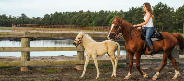 élevage de chevaux en tant qu'entreprise