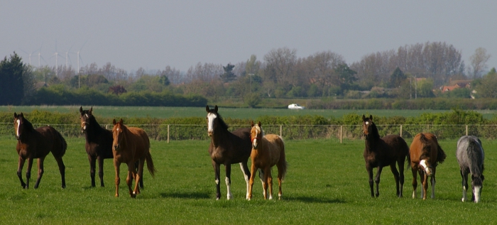 élevage de chevaux