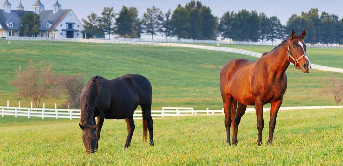 élevage de chevaux