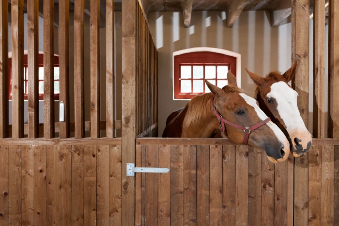 plan d'affaires de l'élevage de chevaux