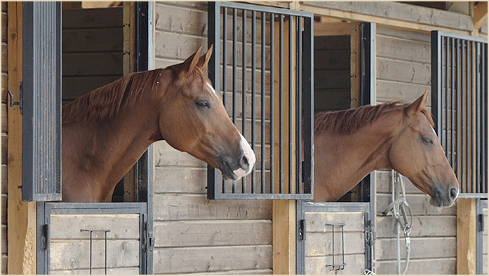 affaires à cheval