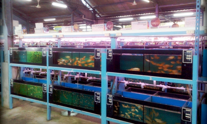 Élevage de poissons d'aquarium