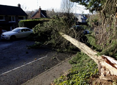 abattre des arbres dans la ville