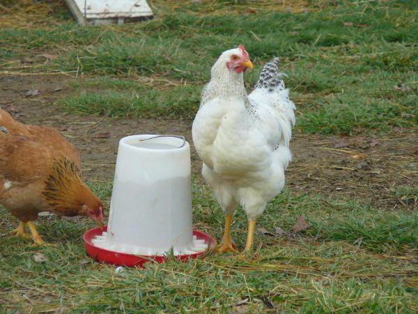 aliments pour poulets de chair