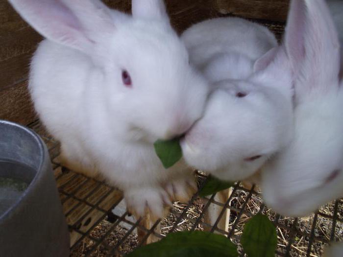 cages pour lapins