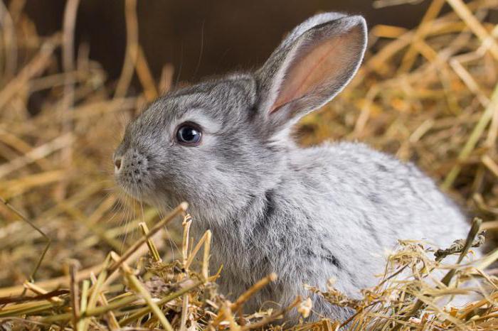 élevage de lapins dans la fosse