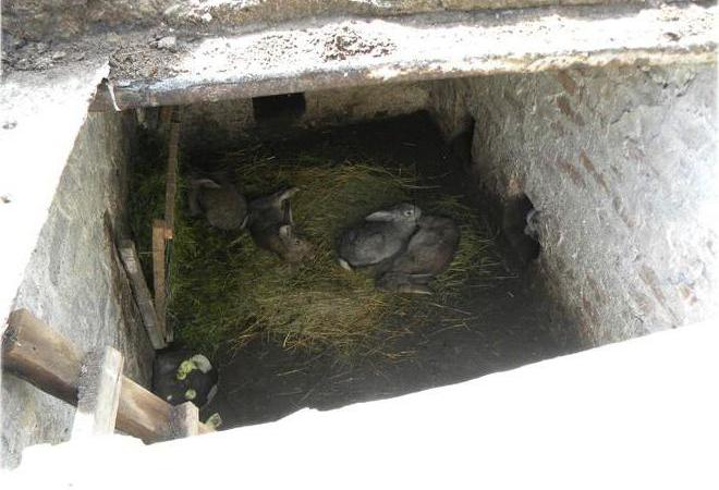  élevage de lapins dans le cadre de la fosse