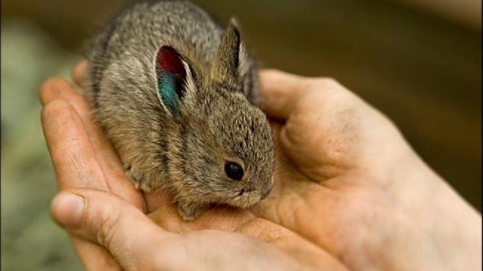 élevage de lapins dans des fosses et des traitements