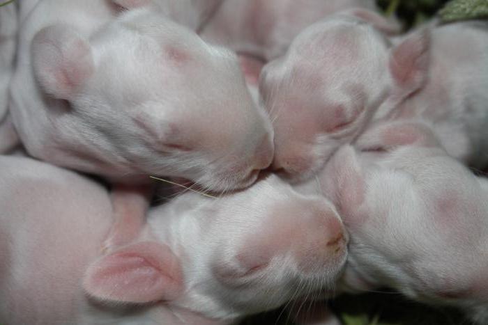 élevage de lapins dans une fosse à la maison