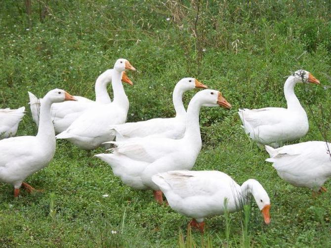 gâște linda descrierea rasei