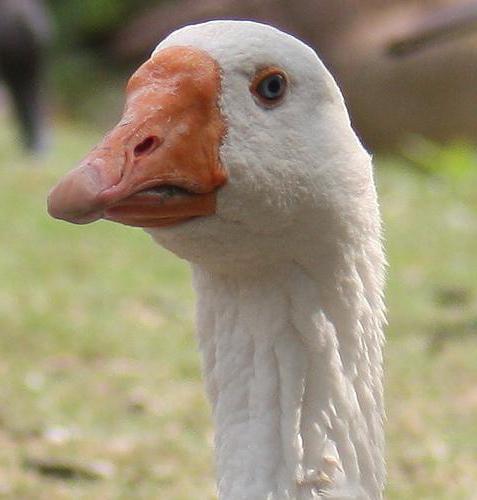 gâștele linda caracteristică