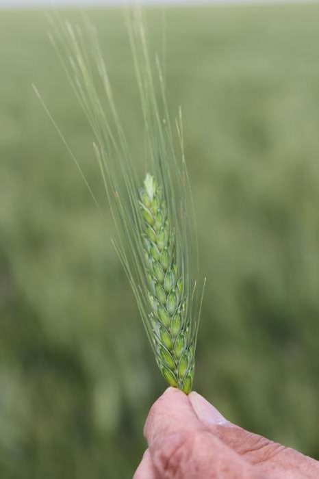 tehnologie de cultivare a grâului de iarnă