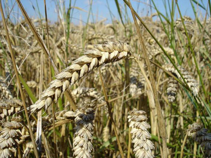 zone de cultivare a grâului