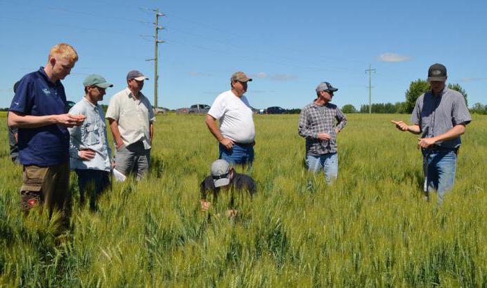 condiții agroclimatice favorabile cultivării grâului