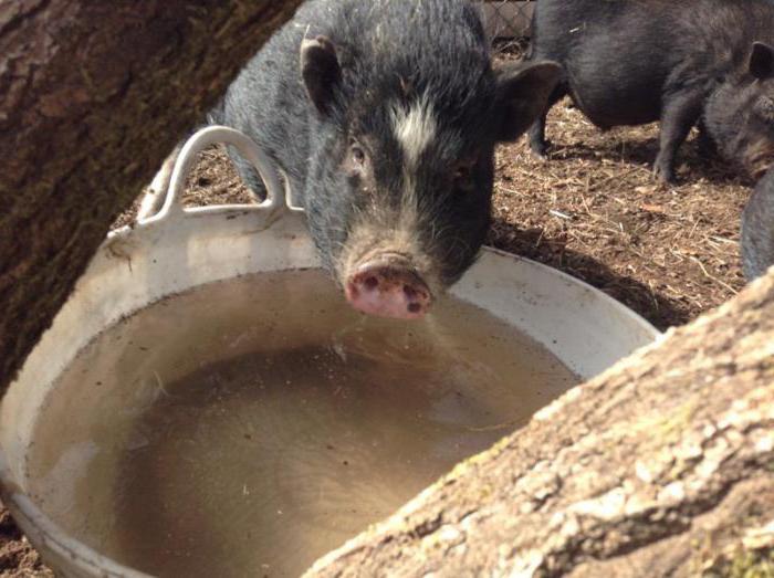 Ferme de porci rusești