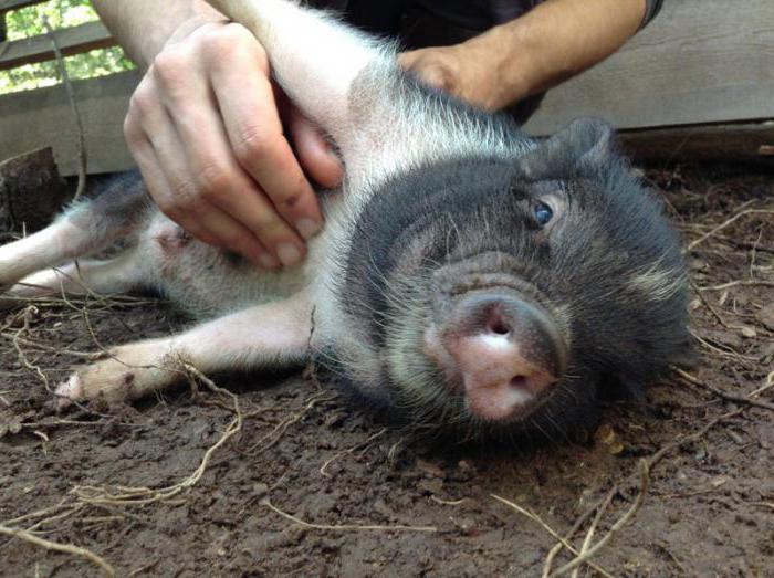 dezvoltarea agriculturii de porci în Rusia