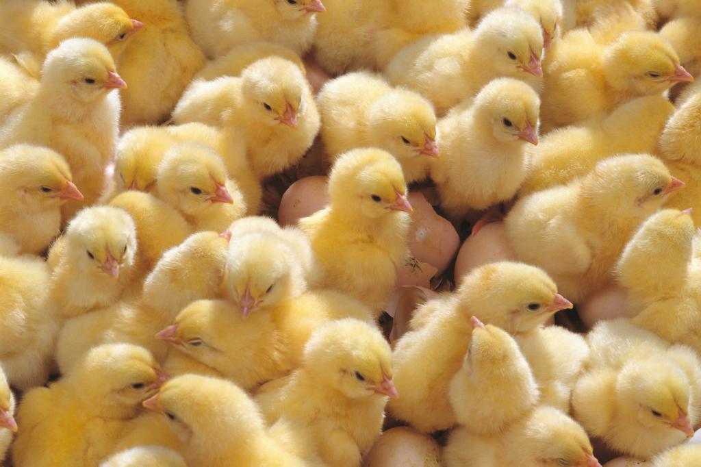 Élevage de poulets dans la région de Sverdlovsk