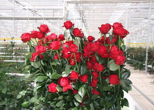 la croissance des roses