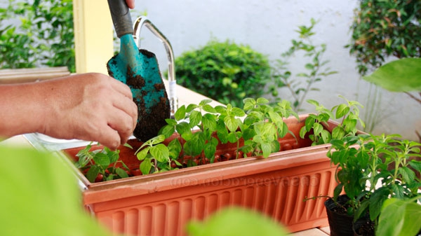 faire pousser des fleurs à la maison