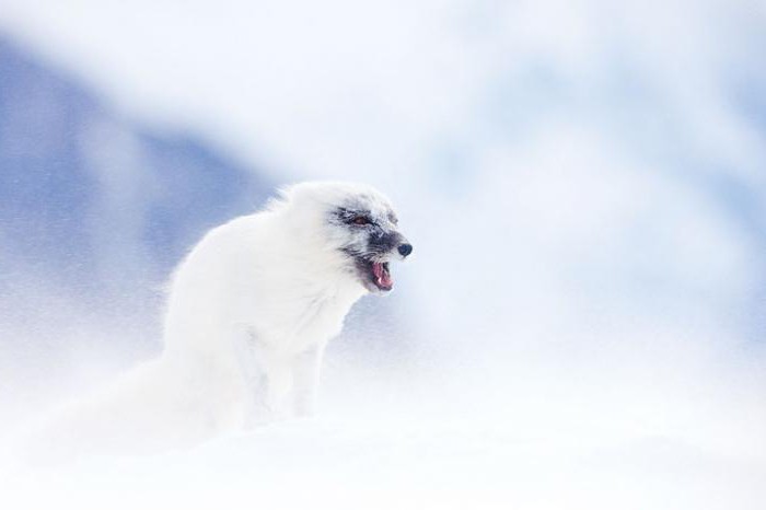 Température de la ceinture arctique en été et en hiver