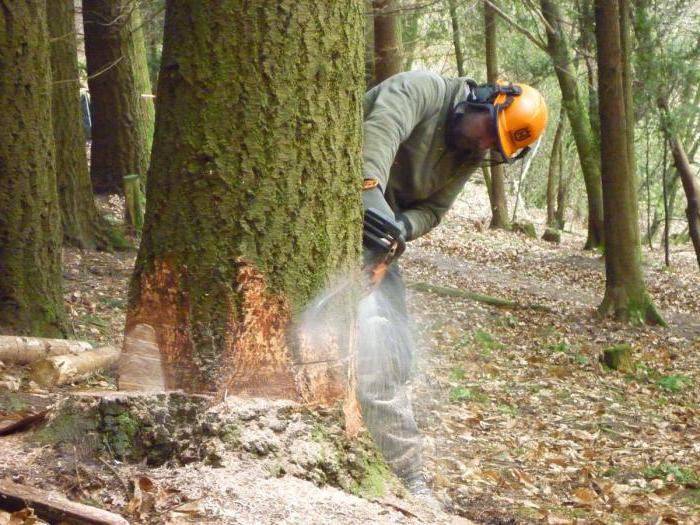 où se plaindre d'abattre des arbres