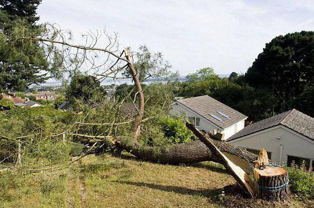 permis d'abattage d'arbres