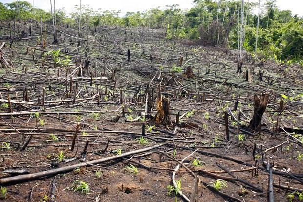 se plaindre d'abattage d'arbres