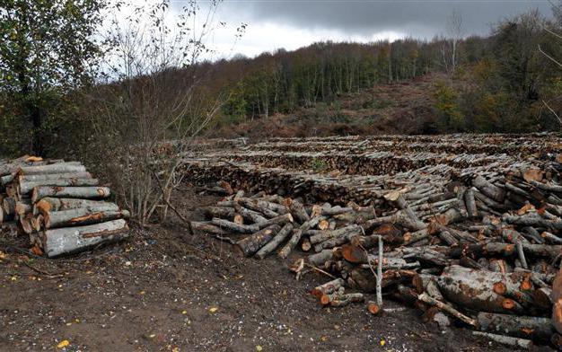 où se plaindre de l'exploitation forestière illégale