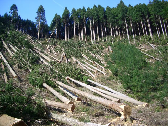 déforestation