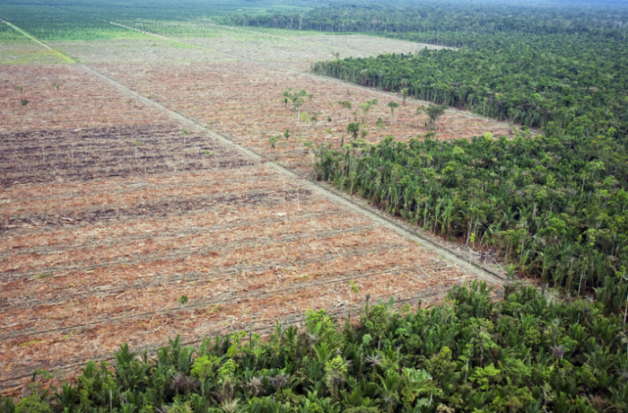 punition pour la déforestation