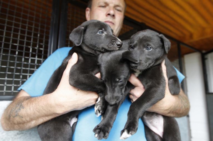 élevage de chiens en tant qu'entreprise