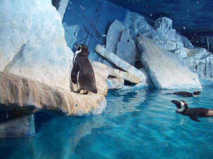 Le plus grand aquarium de Moscou