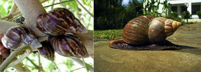 élevage d'escargots de raisin