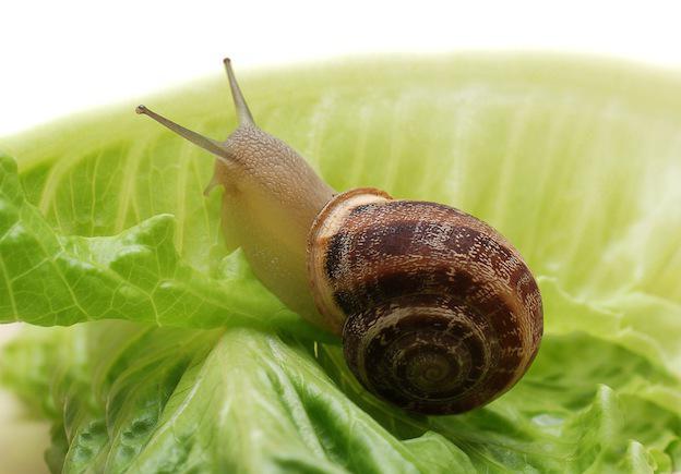 comment se reproduisent les escargots