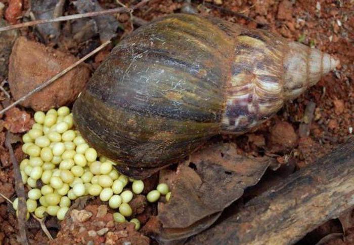 ferme d'escargots