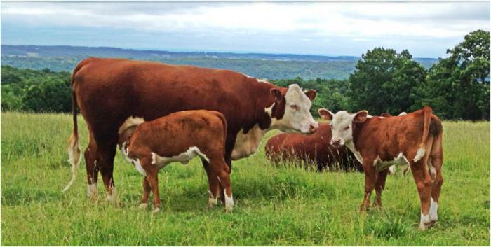 qu'est-ce qu'un animal productif veut dire