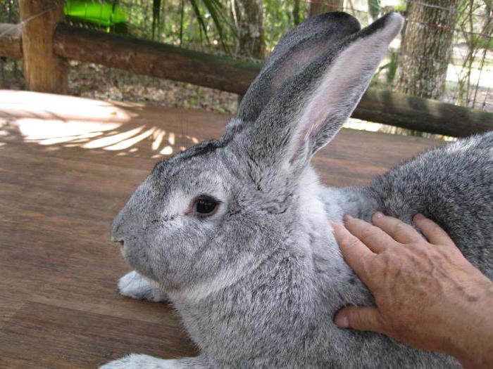 mortalité embryonnaire chez les animaux d'élevage