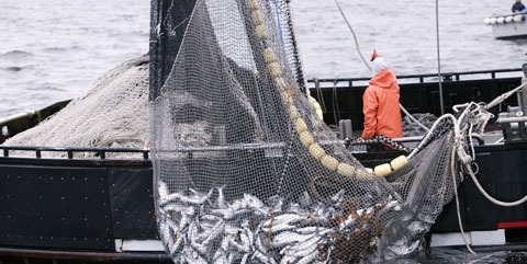 Entreprise de poisson