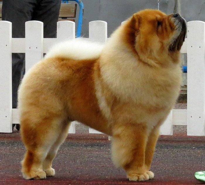 races de chiens de grande taille